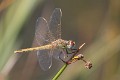 IMG_1688 Sympetrum fonscolombii